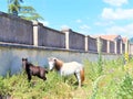 Mother horse and her little foal grazing on green field Royalty Free Stock Photo