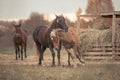 Mother horse and her son foal playing and having fun on the green field in autumn