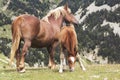 A mother horse and his colt Royalty Free Stock Photo