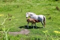 Mother horse with a lactating brown foal Royalty Free Stock Photo