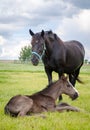 Mother horse standing near lying child foal in the summer
