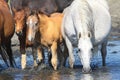 Mother horse and two foals on the watering place Royalty Free Stock Photo