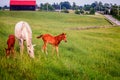 Mother horse wit two colts Royalty Free Stock Photo