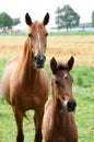 Mother horse wth her  newborn foal Royalty Free Stock Photo