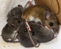 A mother house mouse and her brood.