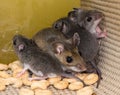 A mother house mouse, Mus musculus,trapped in the corner of a kitchen drawer with her offspring.