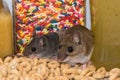 A mother house mouse sitting next to her child in a kitchen cabinet.