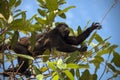 Howler monkey with baby Royalty Free Stock Photo