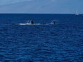 Mother humpback whale teaching her baby Royalty Free Stock Photo