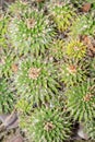 Mother of hundreds or Mammillaria Compressa cactus in Saint Gallen in Switzerland Royalty Free Stock Photo