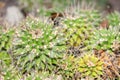 Mother of hundreds or Mammillaria Compressa cactus in Saint Gallen in Switzerland Royalty Free Stock Photo