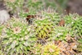 Mother of hundreds or Mammillaria Compressa cactus in Saint Gallen in Switzerland Royalty Free Stock Photo