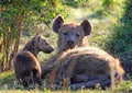 Mother Hyena and her young Pup