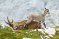 Mother ibex and young ibex resting