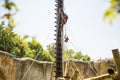 Chimps play at the Guadalajara Zoo Royalty Free Stock Photo