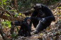 Mother and infant chimpanzee in natural habitat Royalty Free Stock Photo