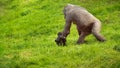 Western Lowland Gorilla Mother carries her Infant Royalty Free Stock Photo