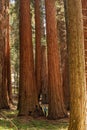 Mother with infant visit Sequoia national park in California, USA