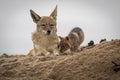 A mother jackal with its new born pup at Walvis Bay in Namibia Royalty Free Stock Photo