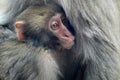 A mother Japanese macaque holds her baby