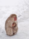 Mother Japanese macaque `snow monkey` cuddling her baby in the cold Royalty Free Stock Photo