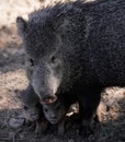 Mother Javelina with Newly Born Piglings Royalty Free Stock Photo