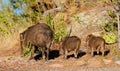 Javelina sow with her piglings go for an evening walk - Version 2 Royalty Free Stock Photo