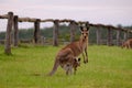 Mother and joey kangaroo at Ipswich, Queensland