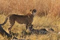 Mother and Juvenile Cheetah