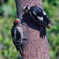 Mother and Juvenile Great Spotted Woodpeckers - Dendrocopus major Royalty Free Stock Photo