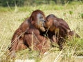 Mother and juvenile orangoutans sitting on grass