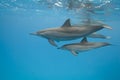 Mother and juvenile Spinner dolphins in the wild. Royalty Free Stock Photo