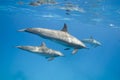 Mother and juvenile Spinner dolphins in the wild. Royalty Free Stock Photo