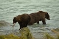 Mother and juvenille Alaskan Brown Bears in river, one with fresh caught salmon