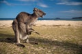 Mother kangaroo Royalty Free Stock Photo