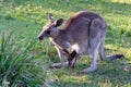 Mother kangaroo carrying a baby in the poach. Protective and caring mother. Baby with head, hands and feet outside the poach. Full Royalty Free Stock Photo