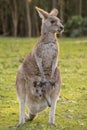 Mother kangaroo with her baby joey sticking her head out of the pouch Royalty Free Stock Photo