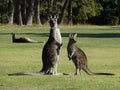 Mother kangaroo and joey, alert.