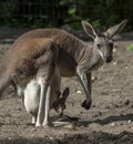 Mother Kangaroo With Joey 