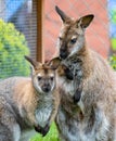 Kangoroo and her youngster