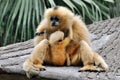Mother and kid, Hoolock gibbon Royalty Free Stock Photo