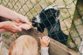 Mother with kids feeding goat Royalty Free Stock Photo