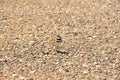 Mother Killdeer bird trying to distract me away from her nest