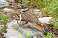 Mother Killdeer plover bird with her babies Royalty Free Stock Photo