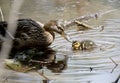 Mother kiss baby mallard duck in nature, ducklings. Mother`s love