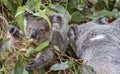 A mother koala with its joey Royalty Free Stock Photo