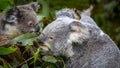 A mother koala with its joey