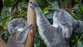 Mother koala and joey sitting side-by-side Royalty Free Stock Photo