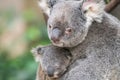 Mother koala looks up from baby