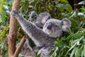 A mother koala with a joey at her feet